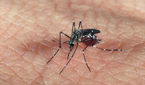 acn_dengue